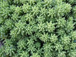 Attēlu rezultāti vaicājumam “Sedum pallidum flower”