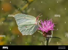 Attēlu rezultāti vaicājumam “Gonepteryx rhamni female”