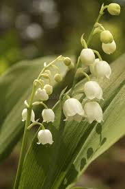 Attēlu rezultāti vaicājumam “Convallaria majalis leaf”