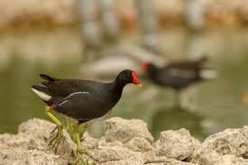 Attēlu rezultāti vaicājumam “Gallinula chloropus”