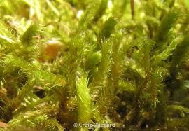 Attēlu rezultāti vaicājumam “Antitrichia curtipendula macro”