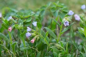 Attēlu rezultāti vaicājumam “Pulmonaria obscura leaf”