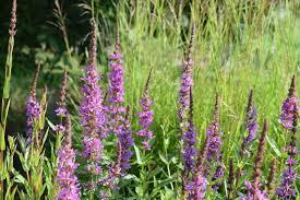 Image result for Blutweiderich