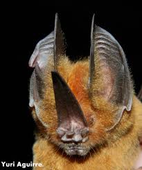 Attēlu rezultāti vaicājumam “Chiroptera”
