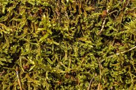 Attēlu rezultāti vaicājumam “Hypnum cupressiforme sporophyte”