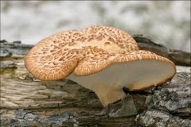 Attēlu rezultāti vaicājumam “Polyporus squamosus”