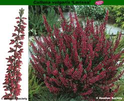 Attēlu rezultāti vaicājumam “Calluna vulgaris bud”