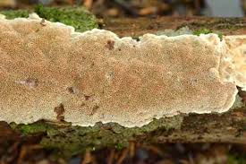 Attēlu rezultāti vaicājumam “Junghuhnia nitida”