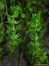 Attēlu rezultāti vaicājumam “Elatinaceae”