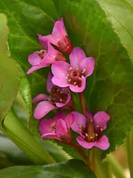 Attēlu rezultāti vaicājumam “Bergenia crassifolia flower”