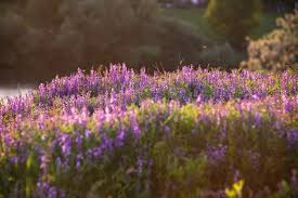 Attēlu rezultāti vaicājumam “Vicia tenuifolia flower”