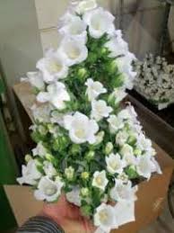 Image result for Campanula formanekiana