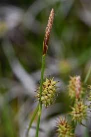 Attēlu rezultāti vaicājumam “Carex lepidocarpa leaf”