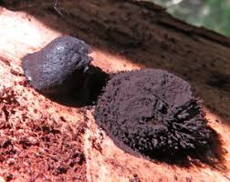 Attēlu rezultāti vaicājumam “Amaurochaete atra young”