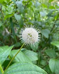 Attēlu rezultāti vaicājumam “Reynoutria japonica flower”