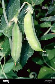 Attēlu rezultāti vaicājumam “Pisum sativum fruit”