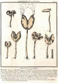 Attēlu rezultāti vaicājumam “Helvella elastica”