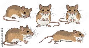 Attēlu rezultāti vaicājumam “Sicista betulina”