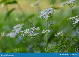 Attēlu rezultāti vaicājumam “Chaerophyllum aromaticum leaf”