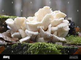 Attēlu rezultāti vaicājumam “Hericium cirrhatum”