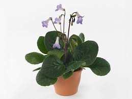 Image result for Streptocarpus