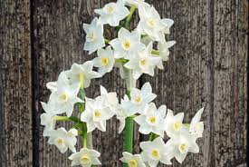 Attēlu rezultāti vaicājumam “Narcissus leaf”