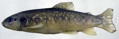 Image result for Salmo macrostigma