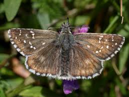 Attēlu rezultāti vaicājumam “Pyrgus serratulae underside”