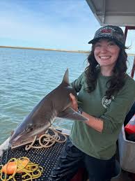 Image result for Mustelus canis