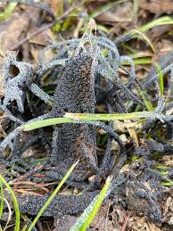 Attēlu rezultāti vaicājumam “Physarum cinereum young”