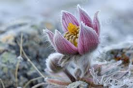 Attēlu rezultāti vaicājumam “Pulsatilla patens bud”