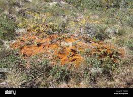 Attēlu rezultāti vaicājumam “Sphagnum austinii”