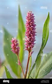 Attēlu rezultāti vaicājumam “Polygonum amphibium flower”