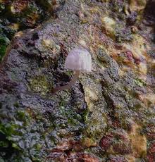 Attēlu rezultāti vaicājumam “Mycena pseudocorticola”