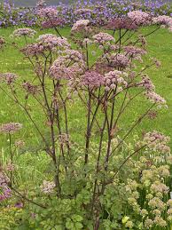 Attēlu rezultāti vaicājumam “Angelica sylvestris”