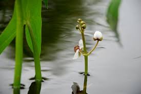 Attēlu rezultāti vaicājumam “Sagittaria sagittifolia”