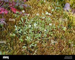 Attēlu rezultāti vaicājumam “Saxifraga tridactylites fruit”