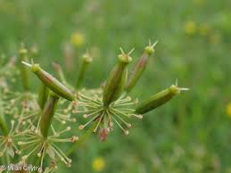 Attēlu rezultāti vaicājumam “Chaerophyllum aromaticum flower”