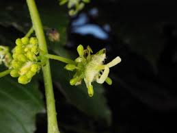 Attēlu rezultāti vaicājumam “Acer pseudoplatanus fo. purpurascens flower”