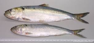 Image result for Alosa fallax