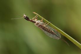 Attēlu rezultāti vaicājumam “Raphidioptera”