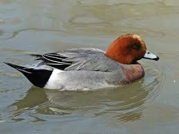 Attēlu rezultāti vaicājumam “Anas penelope”