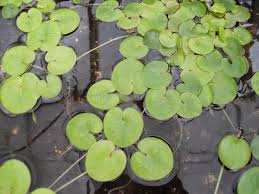 Attēlu rezultāti vaicājumam “Hydrocharis morsus-ranae fruit”