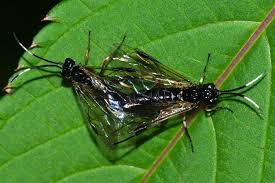 Attēlu rezultāti vaicājumam “Tenthredinidae”