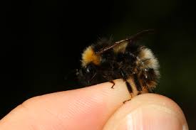 Attēlu rezultāti vaicājumam “Psithyrus sylvestris”