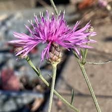 Attēlu rezultāti vaicājumam “Centaurea stoebe”