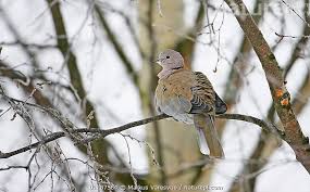 Attēlu rezultāti vaicājumam “Streptopelia decaocto”