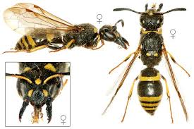 Attēlu rezultāti vaicājumam “Ancistrocerus sp. male”