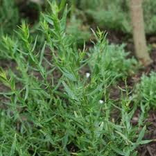 Image result for Artemisia gmelinii