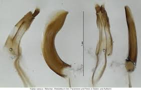 Attēlu rezultāti vaicājumam “Triplax russica”